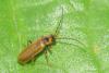Rhagonycha nigriventris